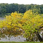 Herbststimmung am Decksteiner Weiher in Köln (1)