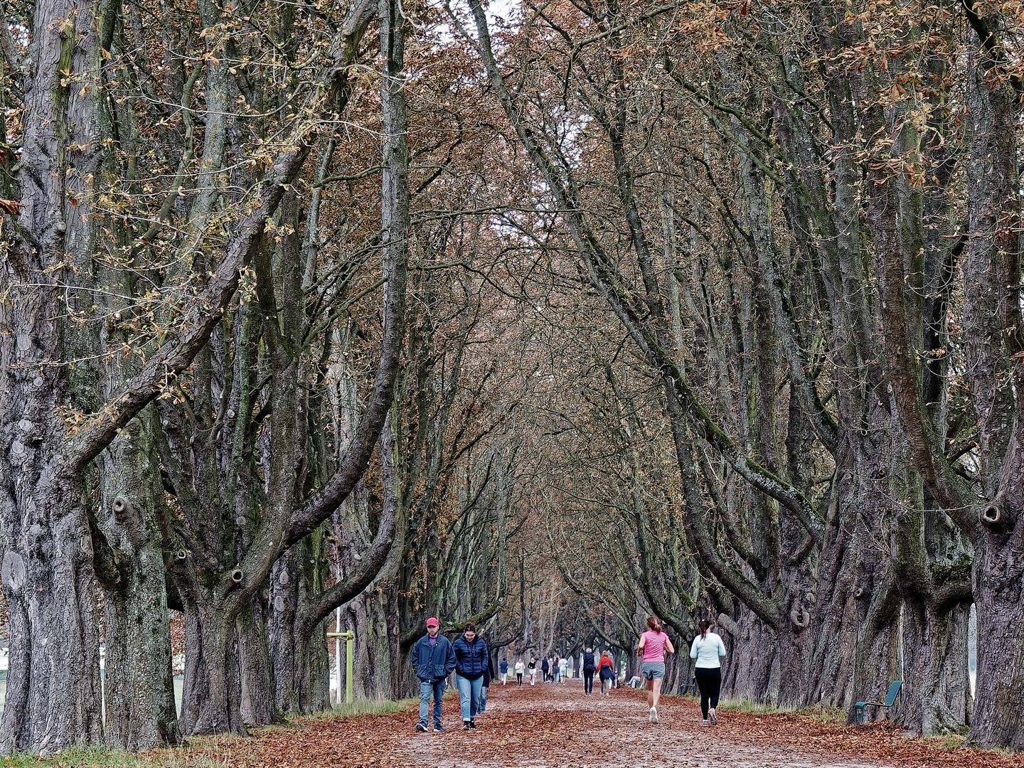 Herbststimmung am Decksteiner Weiher in Köln (2)
