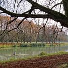 Herbststimmung am Decksteiner Weiher in Köln (4)