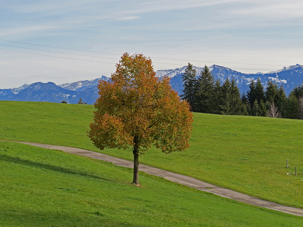 Herbststimmung am Gäbris, Appenzeller Alpen, Ostschweiz.