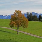 Herbststimmung am Gäbris, Appenzeller Alpen, Ostschweiz.