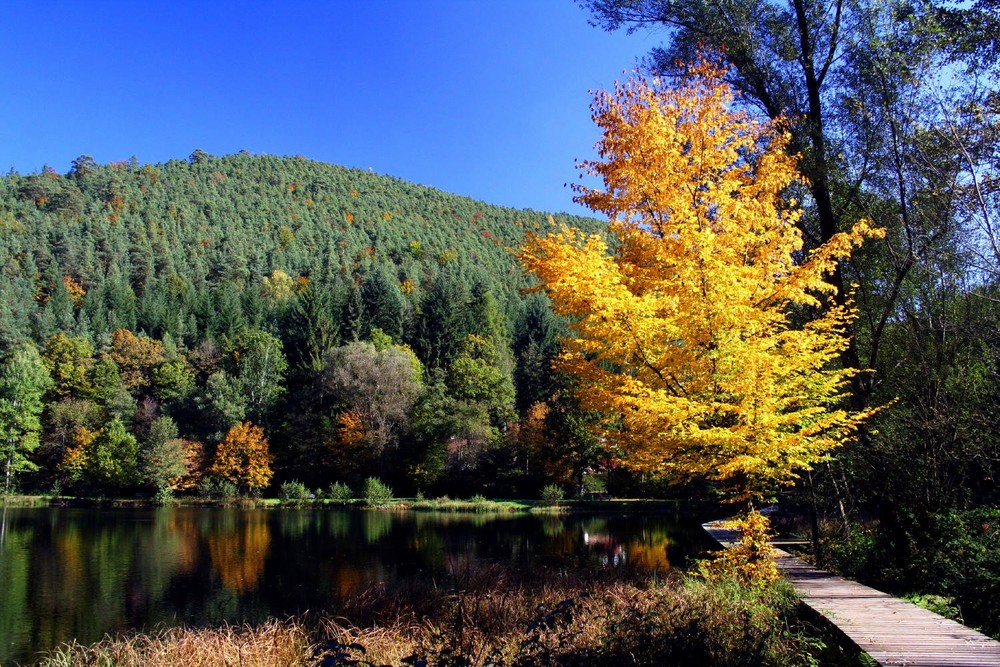 Herbststimmung am Helmbachweiher