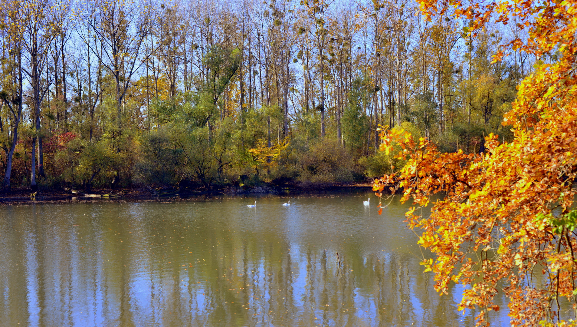 Herbststimmung am Huttenheimer Altrhein