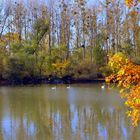 Herbststimmung am Huttenheimer Altrhein