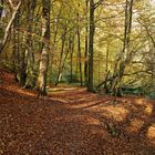 Herbststimmung am Kupfersiefer Bach