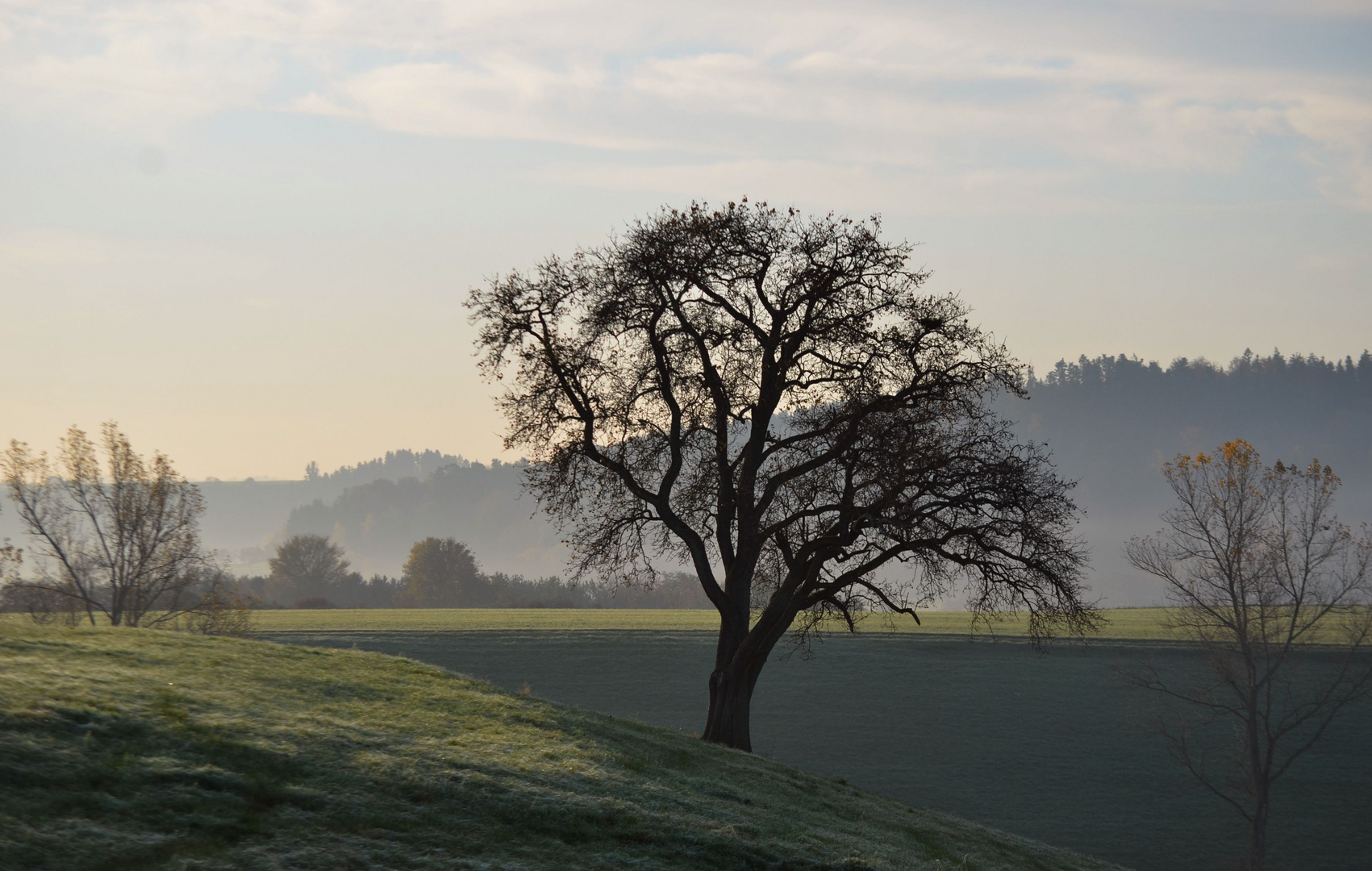 Herbststimmung am Morgen ,wunderschön steht der große Birnbaum da.