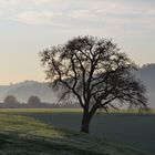 Herbststimmung am Morgen ,wunderschön steht der große Birnbaum da.