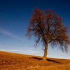 Herbststimmung am Münchshofener Berg