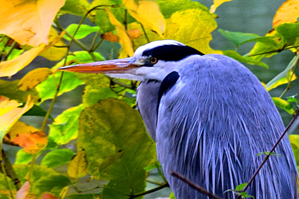 Herbststimmung am Neuen See