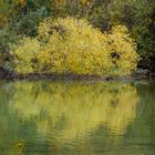 Herbststimmung am Pfäffikersee - Badi Auslikon