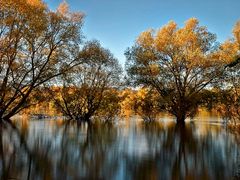 Herbststimmung am Rhein