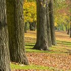 Herbststimmung am Rhein