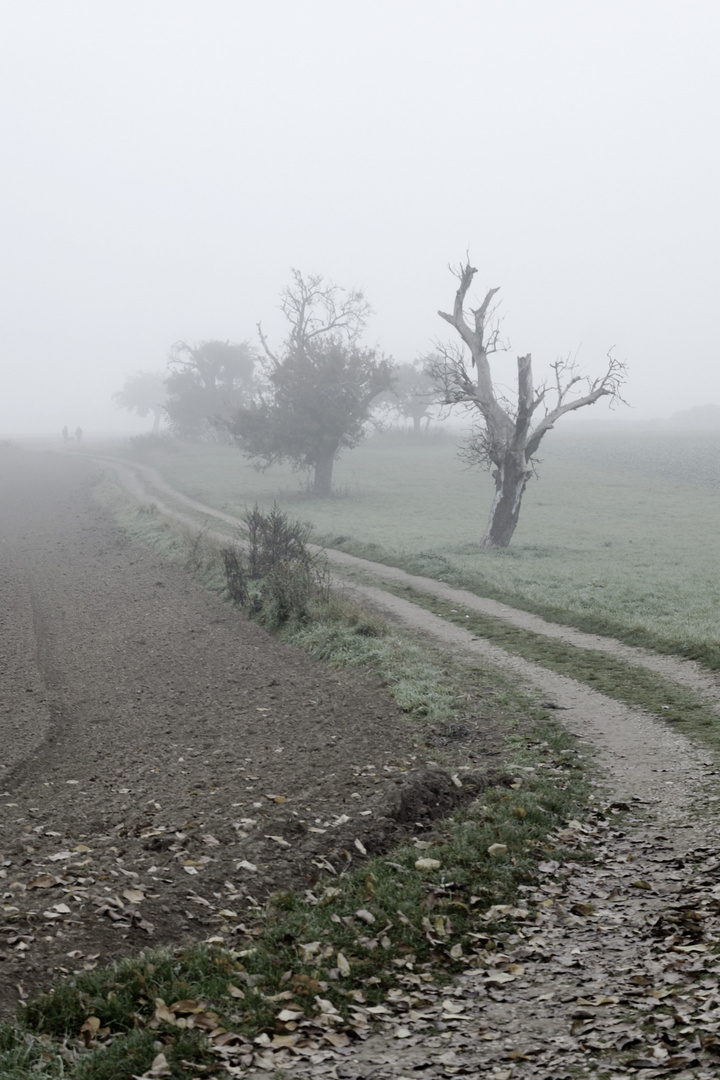 Herbststimmung am Rheinsteig