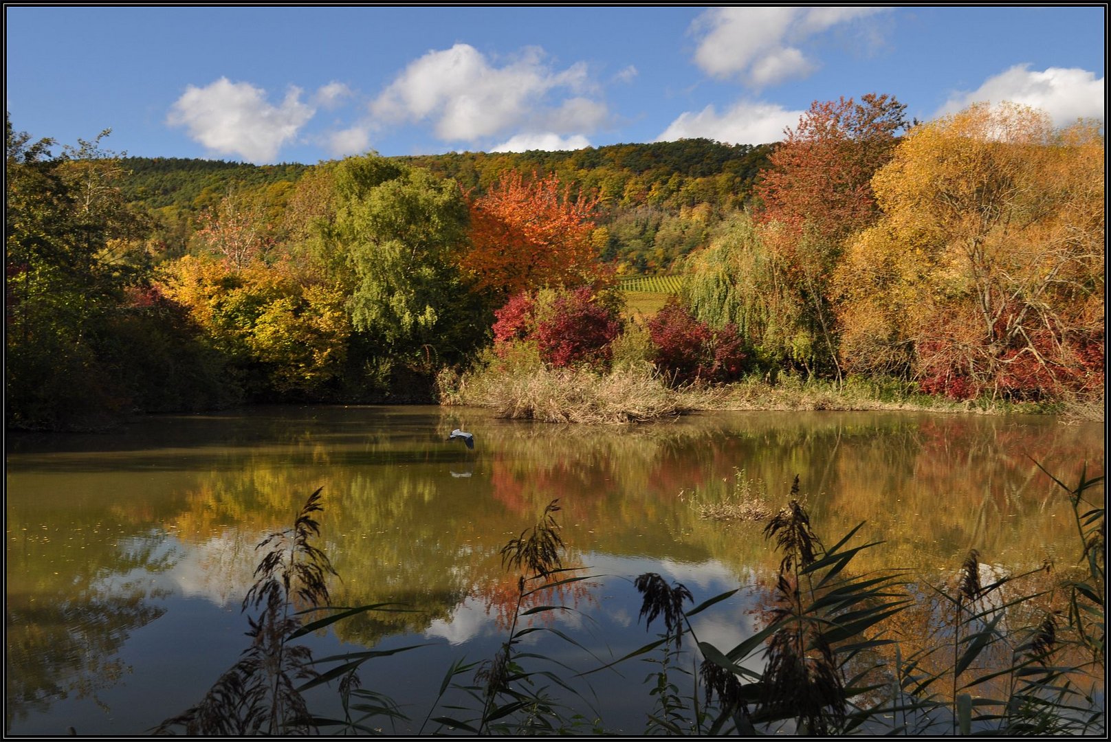 Herbststimmung am Schlammweiher in Bad Dürkheim