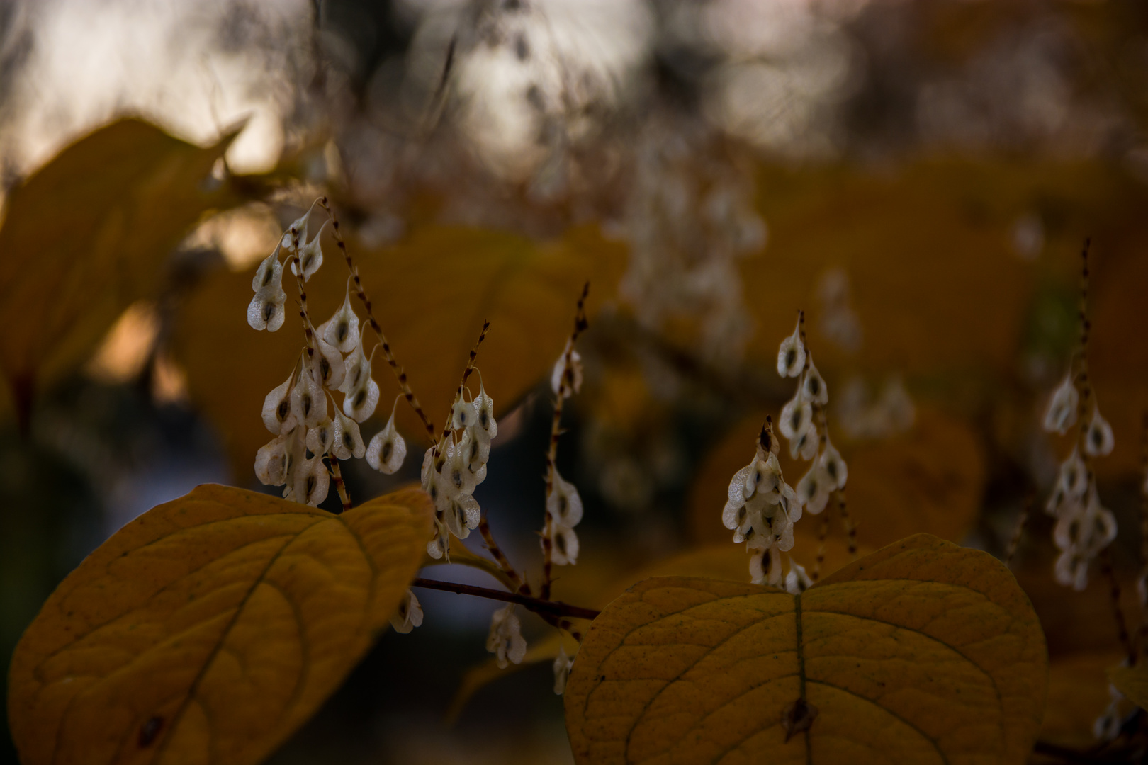 Herbststimmung am Schloss Auel 2