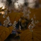 Herbststimmung am Schloss Auel 2