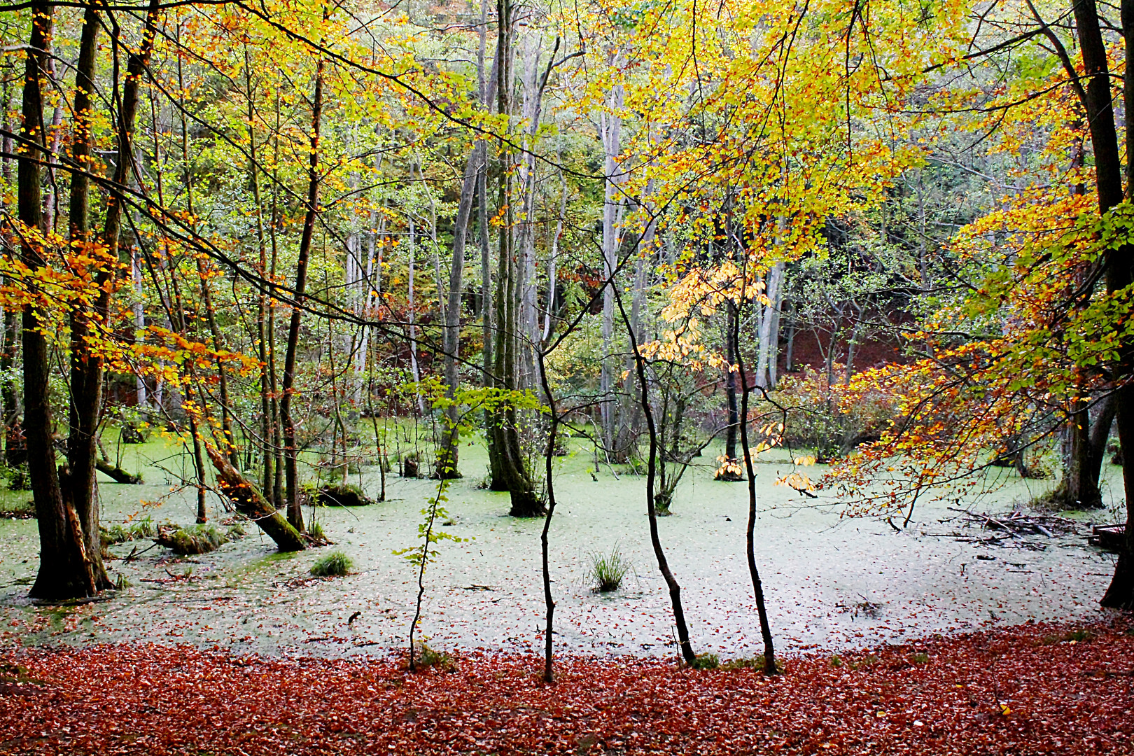 Herbststimmung am See