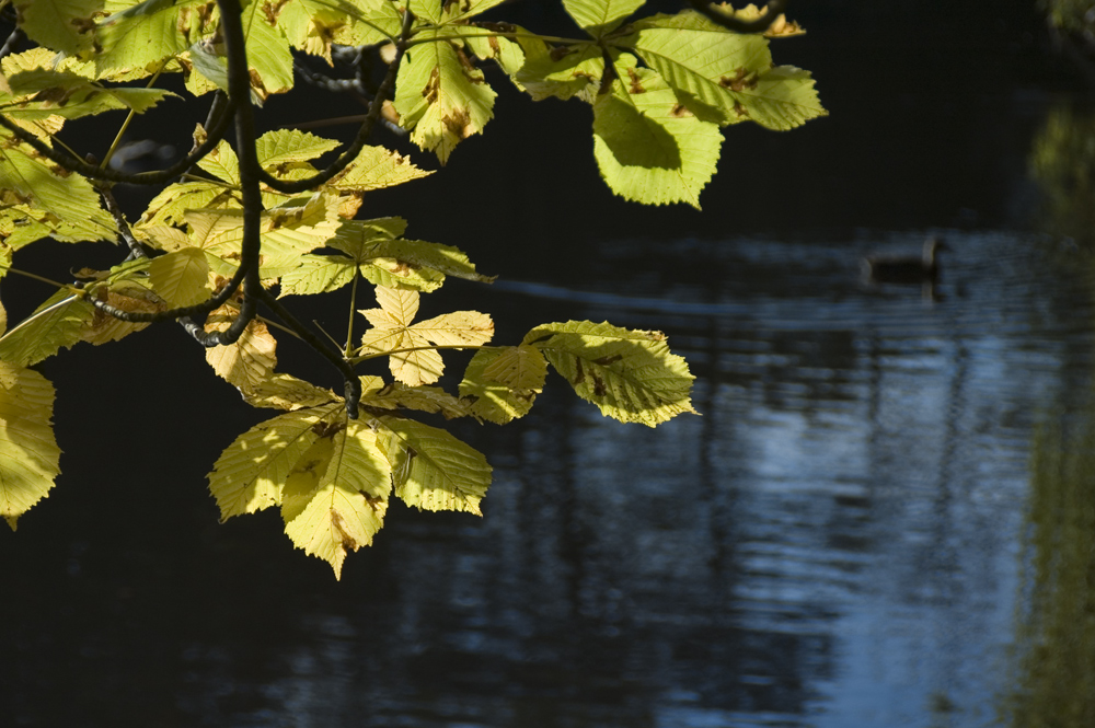 Herbststimmung am See