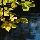 Herbststimmung am See