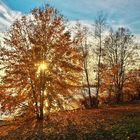 Herbststimmung am Senftenberger See