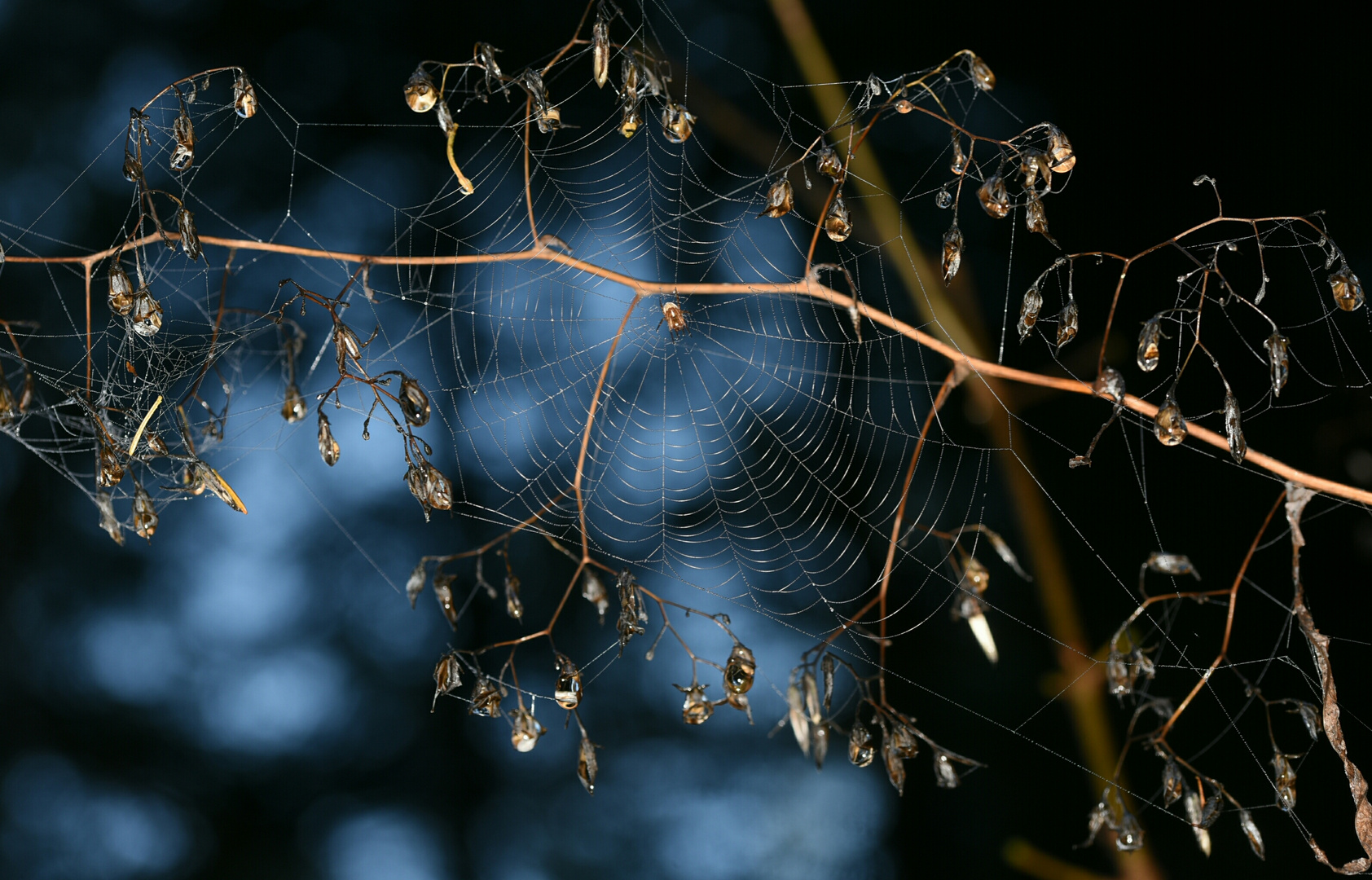 Herbststimmung am Spinnennetz 