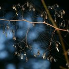 Herbststimmung am Spinnennetz 