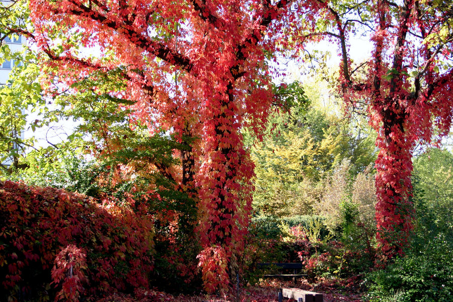 Herbststimmung am sterbenden Krankenhaus