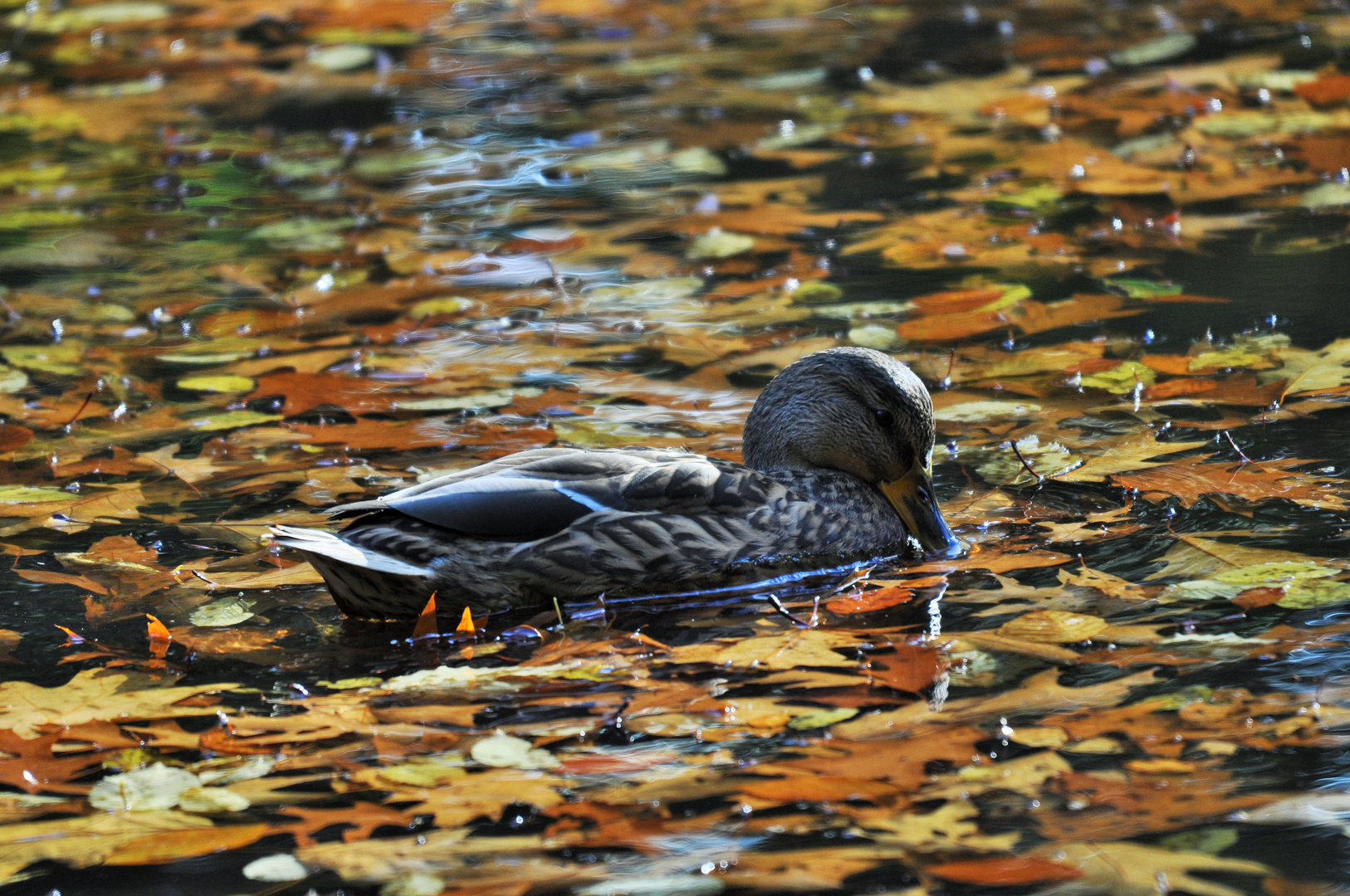 Herbststimmung am Teich