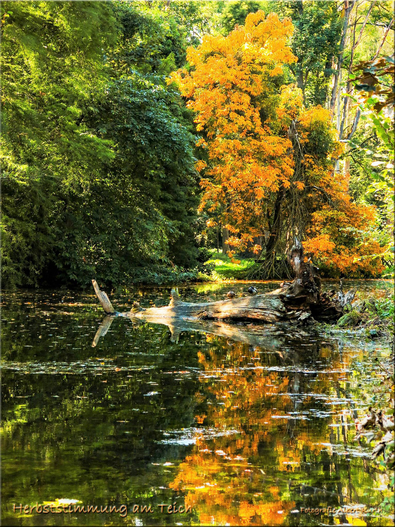 Herbststimmung am Teich