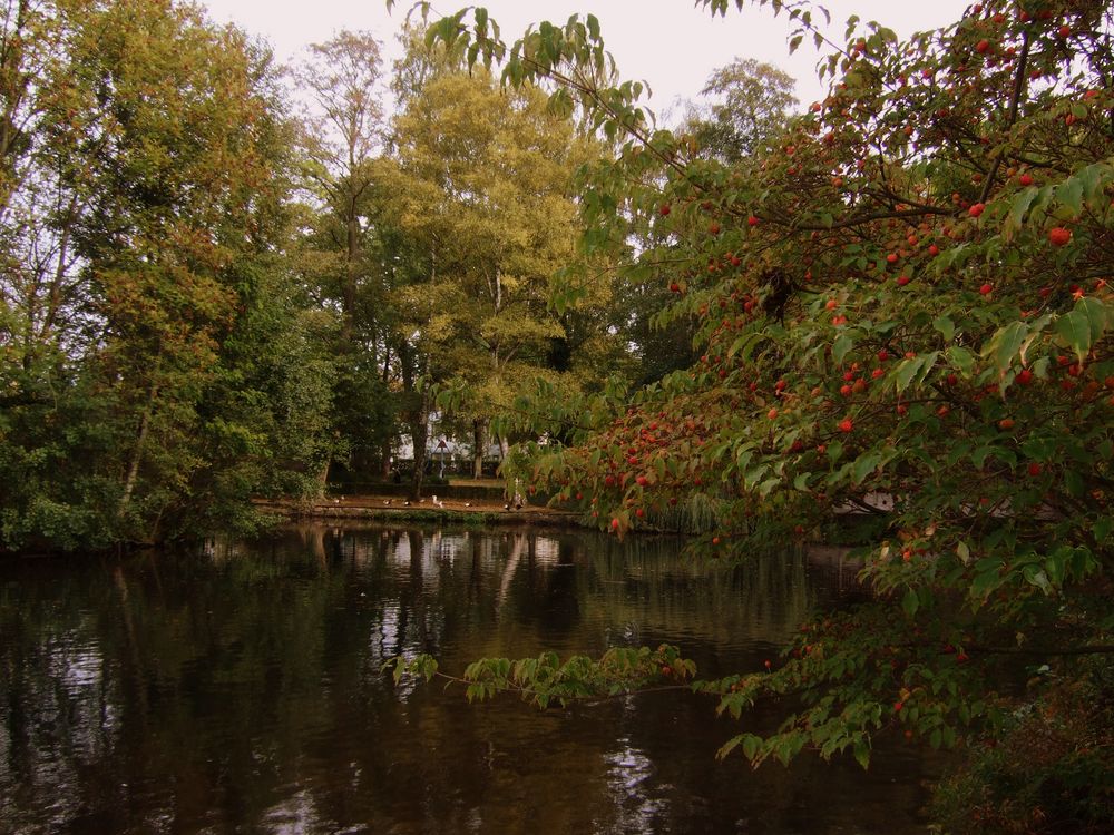 -Herbststimmung am Teich-