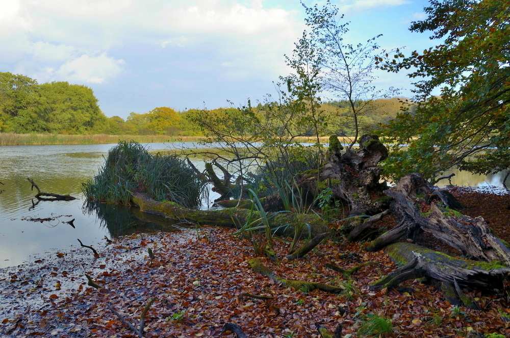 Herbststimmung am Teich