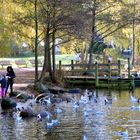 Herbststimmung am Teich im September