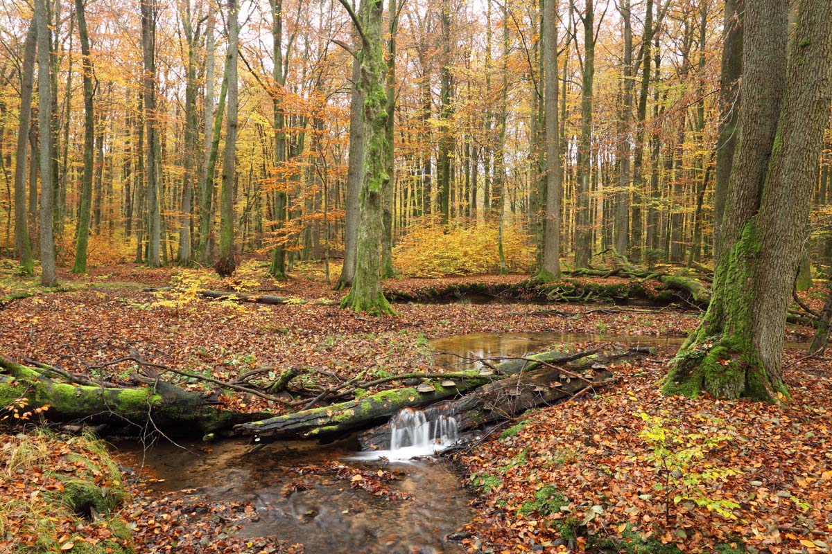 Herbststimmung am Waldbach