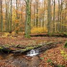 Herbststimmung am Waldbach