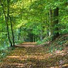 HerbstStimmung am Waldpfad