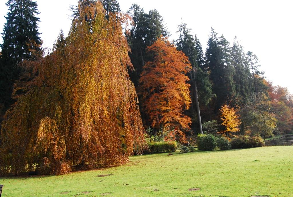 Herbststimmung am Weiher