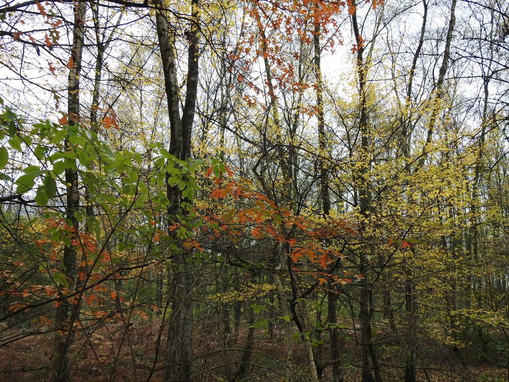 Herbststimmung am Wolfssee