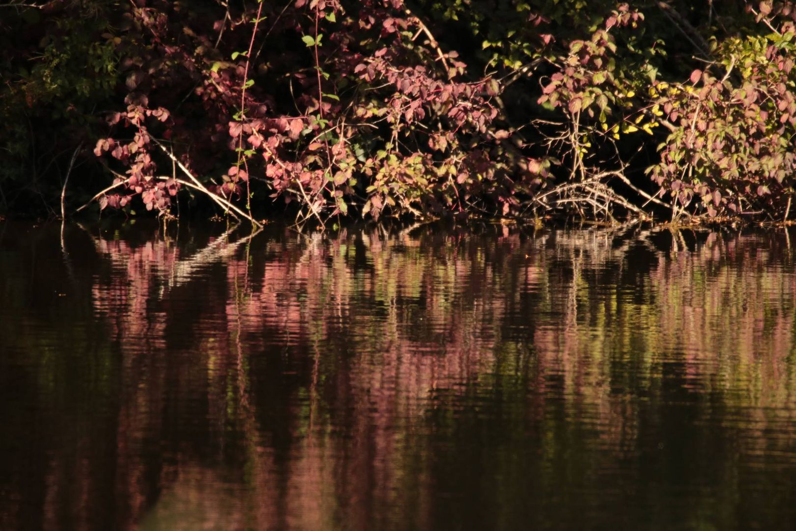 Herbststimmung am  Zeuterner See