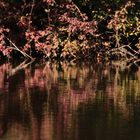 Herbststimmung am  Zeuterner See