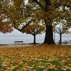 Herbststimmung am Zugersee