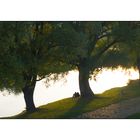 Herbststimmung an der Donau in Regensburg