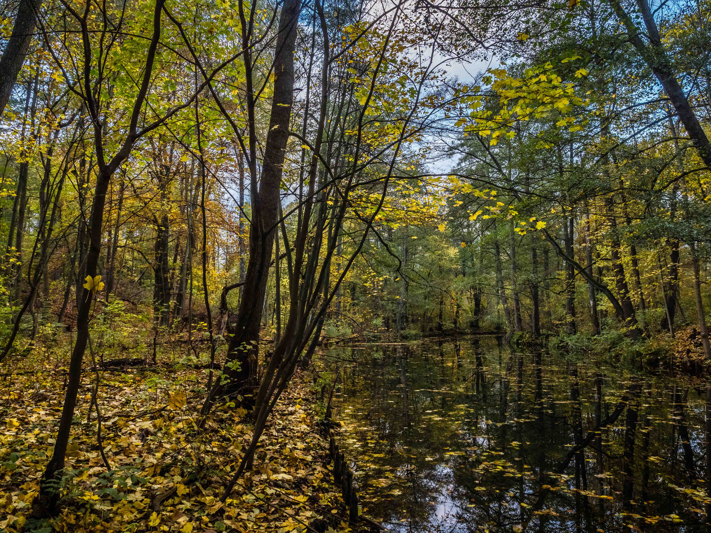 Herbststimmung an der Löcknitz2