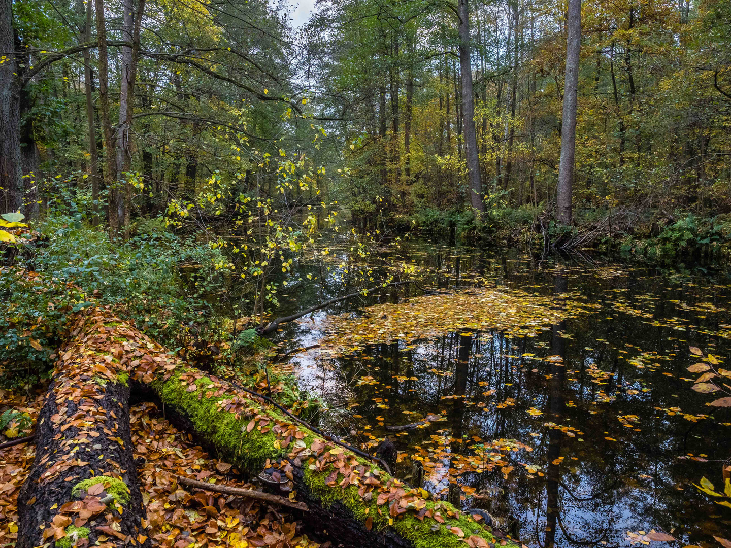 Herbststimmung an der Löcknitz3