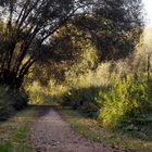 Herbststimmung an der Mulde