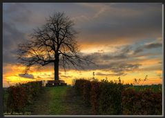 Herbststimmung an der Reuther Linde