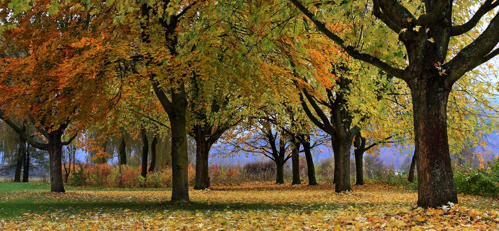 Herbststimmung an der Sattnitz    Klagenfurt am Wörthersee   Kärnten