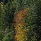 Herbststimmung an der Teichel