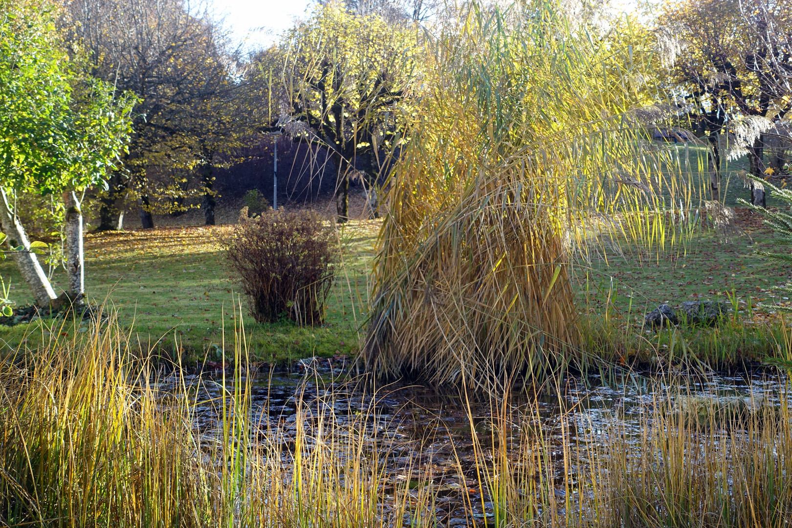 Herbststimmung an kleinem Biotop