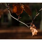 Herbststimmung auch auf dem Friedhof