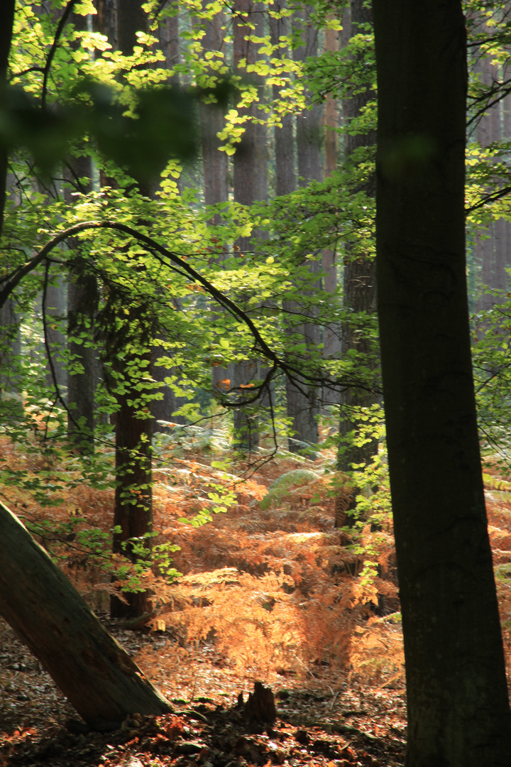 Herbststimmung auf dem Darss